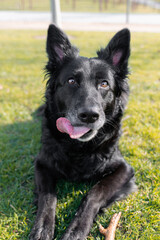 Happy black pretty dog ​​in the park in sunlight with tongue out running in the park