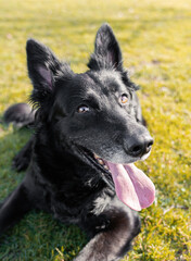 Happy black pretty dog ​​in the park in sunlight with tongue out running in the park