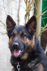 Deutscher Schäferhund Kopf