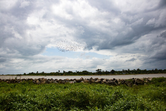 Paisaje del r&iacute;o y una parvada de aves sobrevolando