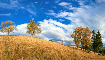 Autumn mountain hill with colorful trees (Carpathians, Ukraine).