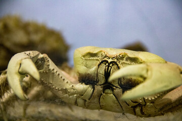 Cangrejo disecado en el zoo