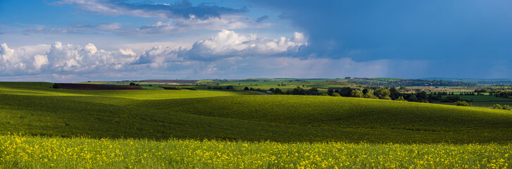Obraz premium Spring evening view with rapeseed yellow blooming fields in sunlight with cloud shadows. Natural seasonal, good weather, climate, eco, farming, countryside beauty concept.