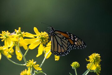 Butterfly 2020-65 / Monarch butterfly (Danaus plexippus)