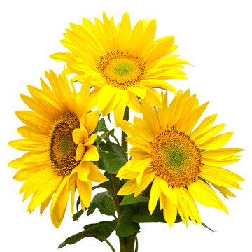 Flower bouquet sunflowers isolated on white background. The seeds and oil. Floral arrangement. Picturesque and conceptual scene. Flat lay, top view