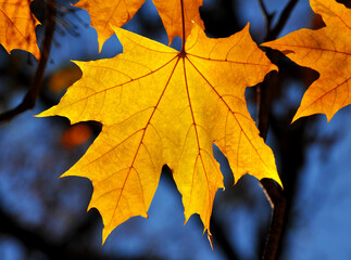 Naklejka na ściany i meble Yellow maple leaf macro against the sky
