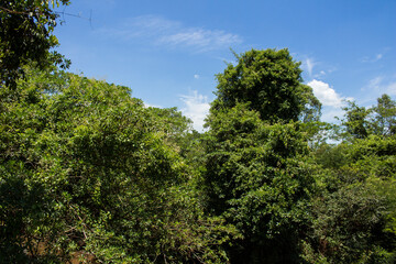 Sao Paulo contryside typical vegetation near Sao Lourenco river