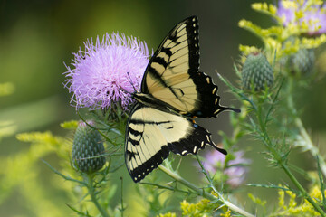 Butterfly 2020-68 / Tiger Swallowtail (Papilio glaucus)