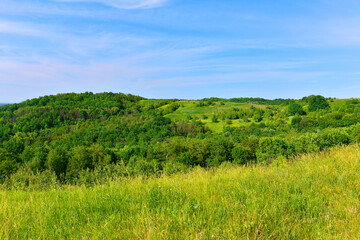 Beautiful nature. Summer landscape with steppe, trees, blooming wild grass and blue sky