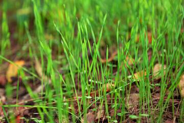 Fresh green grass growing in the spring