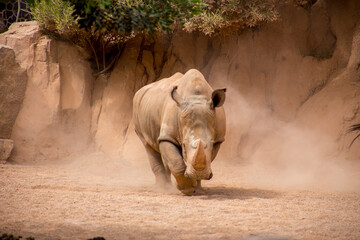 Rhinoceros, a horn is visible at a rhinoceros, a running rhino in the dust - obrazy, fototapety, plakaty