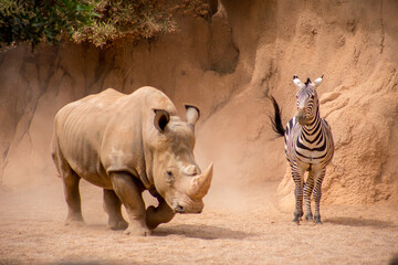 Rhinoceros, a horn is visible at a rhinoceros, a running rhino with a zebra