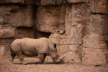 Rhinoceros, horn visible, running rhino