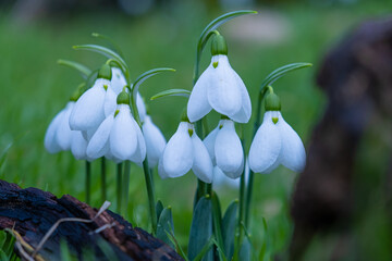 Spring snowdrop flowers nosegay part isolated on white background.macro photo with considerable depth of sharpness.