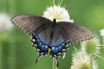 Butterfly 2020-70 / Eastern Tiger Swallowtail (Papilio glaucus)