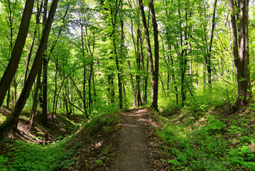 Beautiful summer landscape of forest and trees with road against the sky