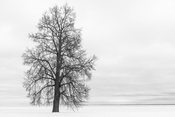 Minimal winter snowy landscape with alone beautiful old tree.