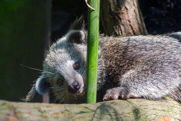Binturong or bearcat baby on a tree branch