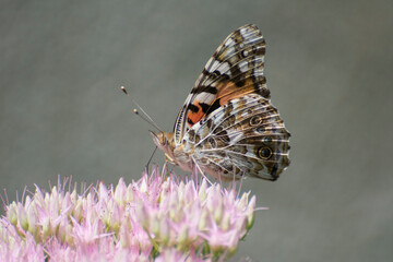 Butterfly 2020-53a /  Painted Lady (Vanessa Cardui)