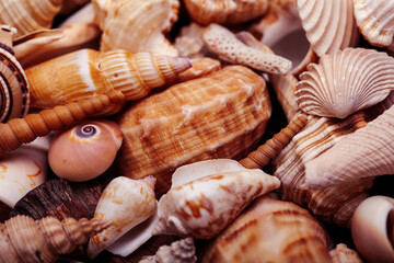 a lot of different empty sea shells on background, macro details