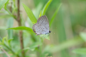 Butterfly 2019-261 / Eastern Tailed Blue Butterfly (Cupido comyntas)  