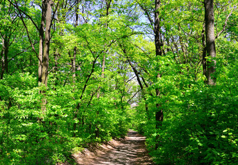Beautiful summer landscape of forest and trees with road against the sky