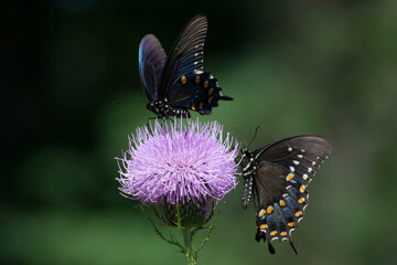 Butterfly 2020-72 / Pipevine & Spicebush Swallowtail share thistle.
