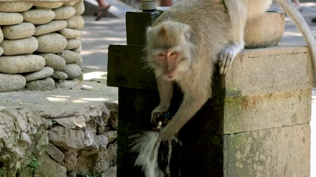 Long-tailed Macaque (Macaca fascicularis) drinking from an public tap