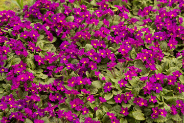 Obraz premium Many little pink violet purple flowers in garden. Floral background