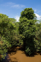 Fototapeta na wymiar Muddy river called Sao Lourenco and it's natural tropical vegetation