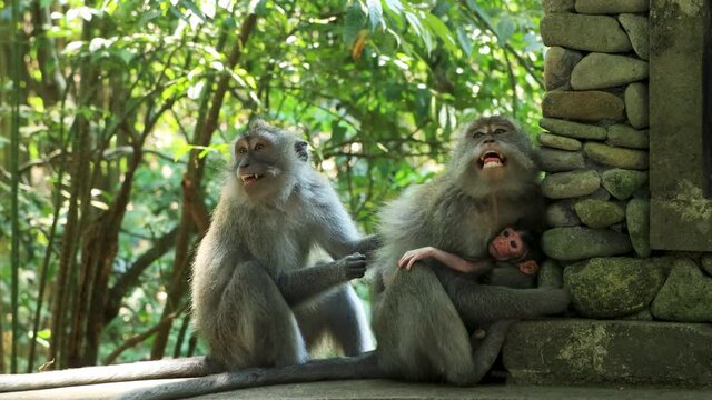 Mother and baby long-tailed Macaque monkeys (Macaca fascicularis) at a temple