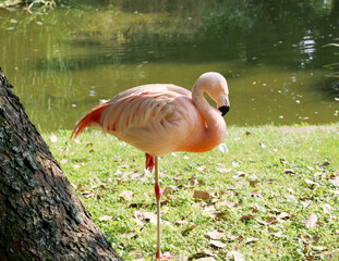 flamingo in the zoo