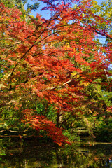 植物園の紅葉