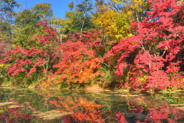 Obraz premium 植物園の紅葉