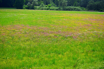 Beautiful wild flowers in the meadow. Stunning nature