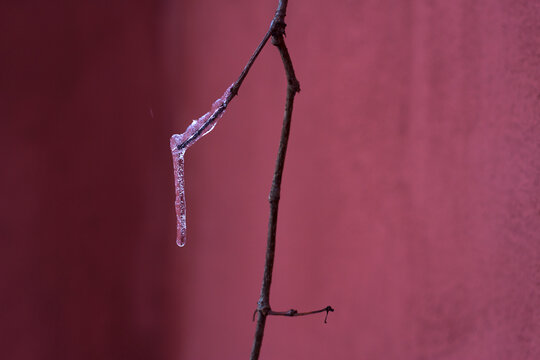 icicle on the bare branck near red painted wall - winter city close up