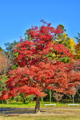 植物園の紅葉