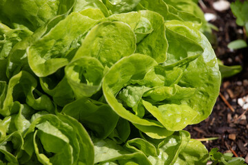 butter lettuce
