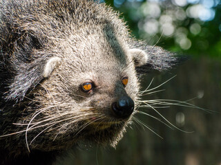 Portrait of an Asian binturong or bearcat