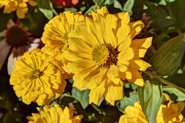 ヒャクニチソウ