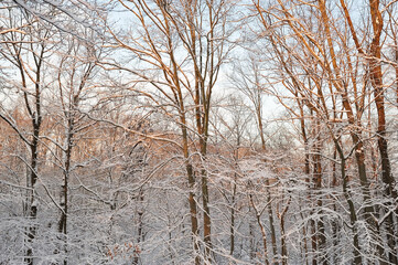 Early Morning sunlight on snow-covered and bare trees