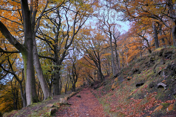 leaf covered footpath next to moss covered stones in autumn woodland with orange and golden leaves on forest trees