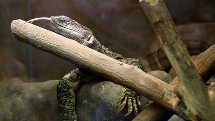 lizard on a branch