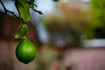 &Aacute;rbol de lim&oacute;n
