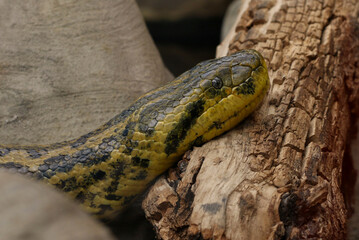 snake in the tree in the ZOO