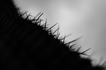 Fotografía abstracta de las espinas de un cactus
