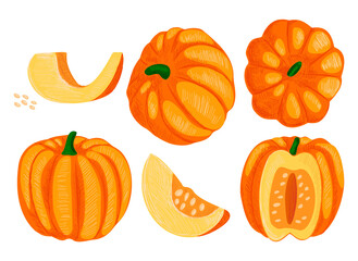 Vector drawn illustration with set, collection of pumpkins in different positions. Concept vegetables, crops, food, farming.
