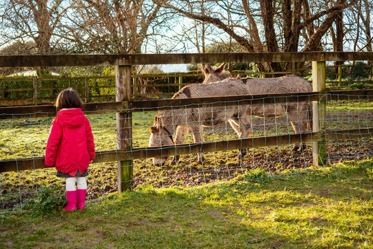 Small girl in red coat by a wooden fence looking at two cute brown donkey, back to camera. Nature exploration concept. Warm sunny day. Domestic animals in a meadow