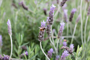abeja sobrevolando un campó de lavanda