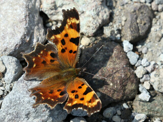 Green Comma Butterfly Resting on Rocky Ground